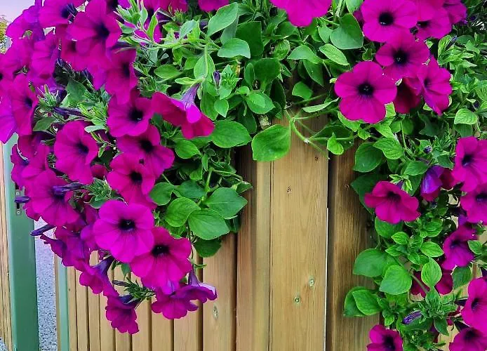 아파트 Vintage Four Terrassiga Korter *